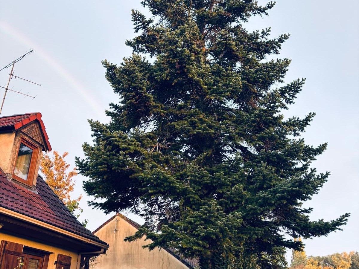 Avant — Abattage d'arbres par Quatre Trèfles à Amiens
