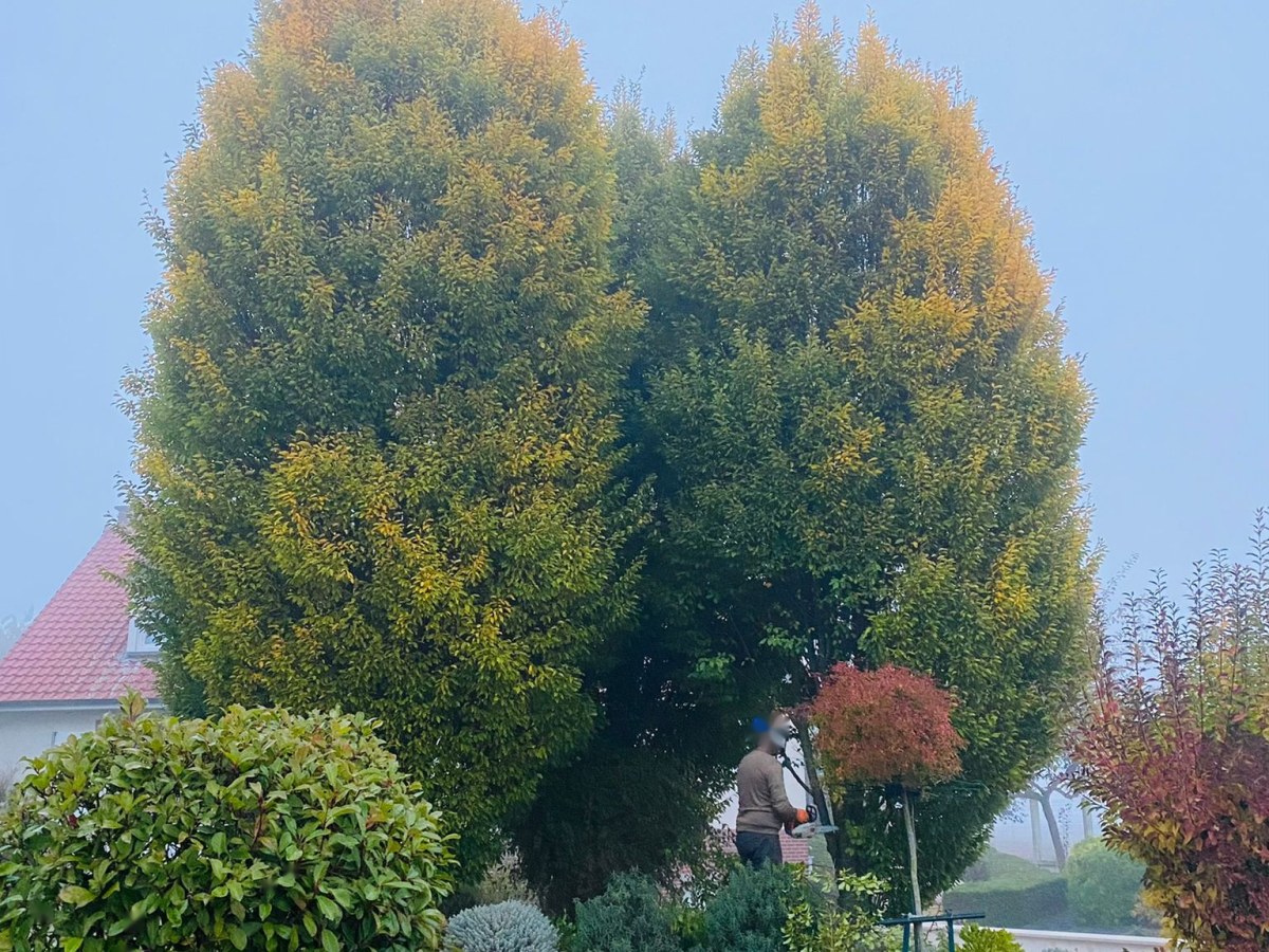 Avant — Taille & élagage d'arbres par Quatre Trèfles à Amiens