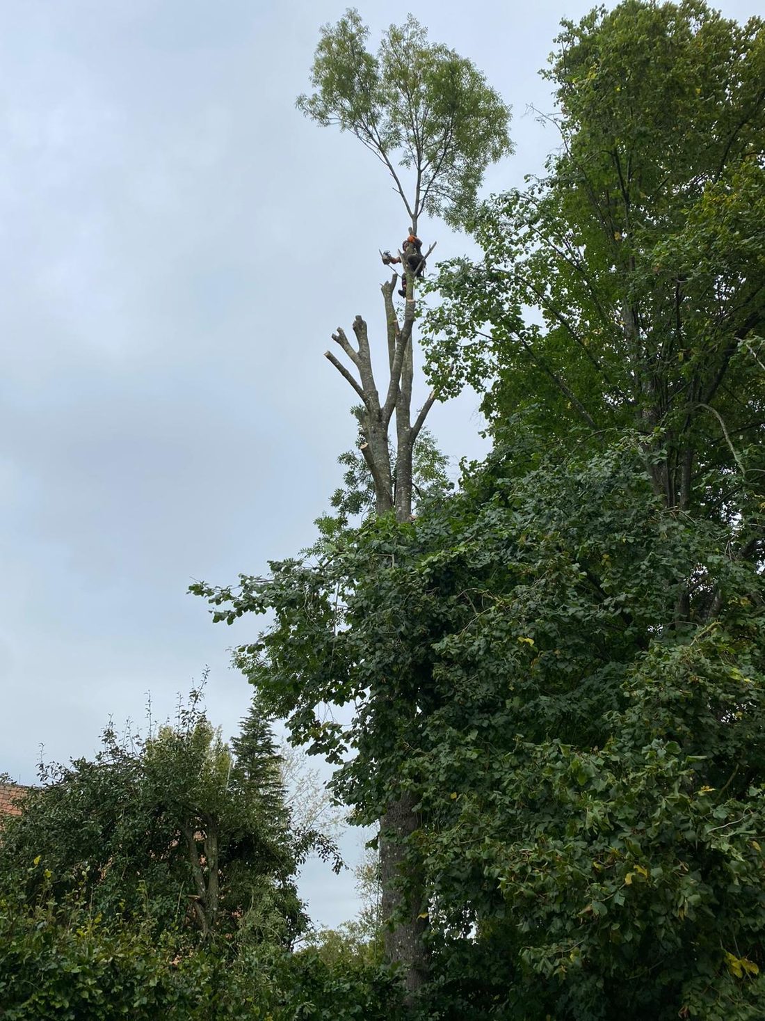 Houppier avant démontage