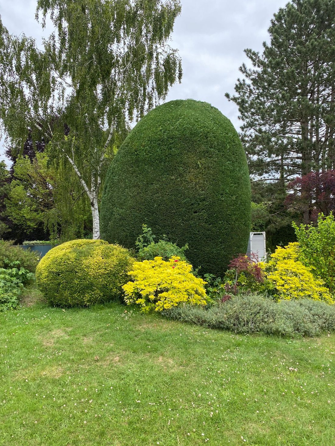 Sujets taillés en boule