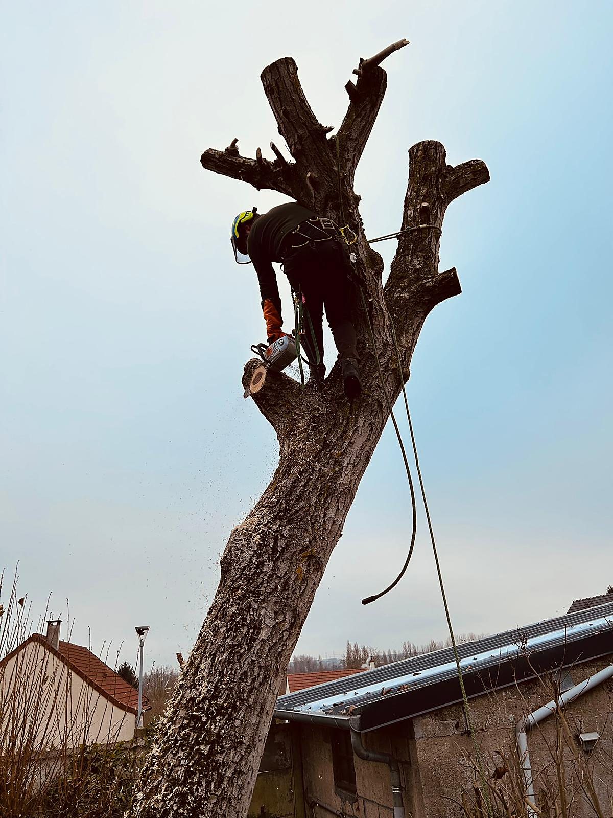 Abattage d'arbre à Amiens — Quatre Trèfles