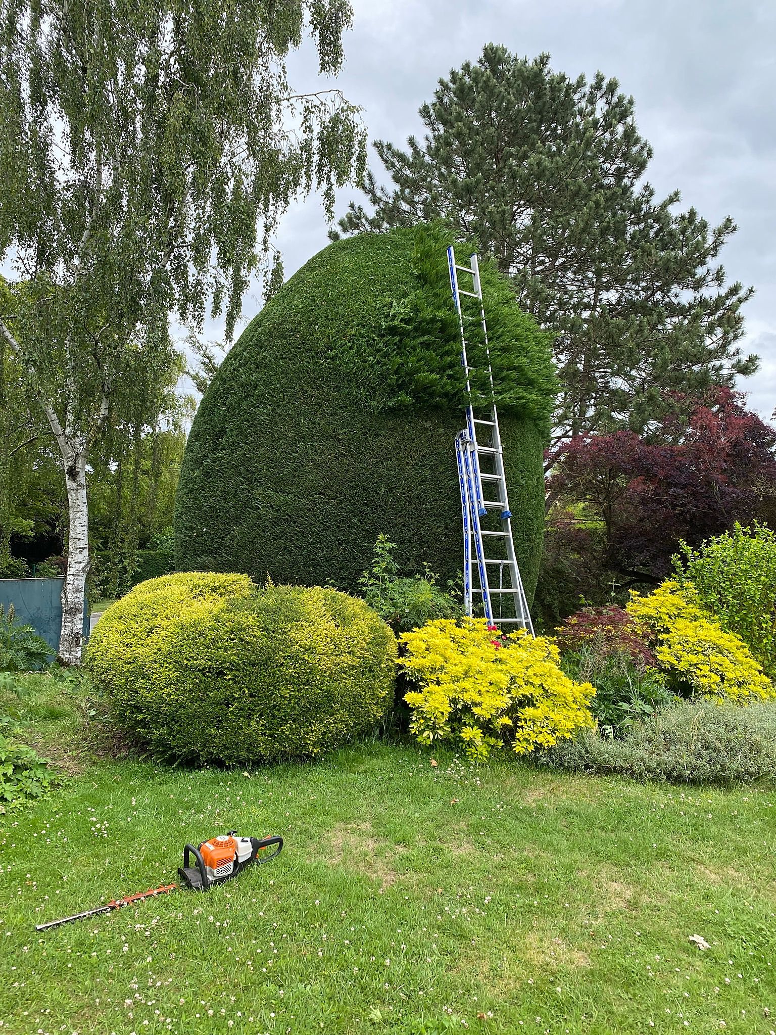 Élagage d'arbre à Amiens — Quatre Trèfles